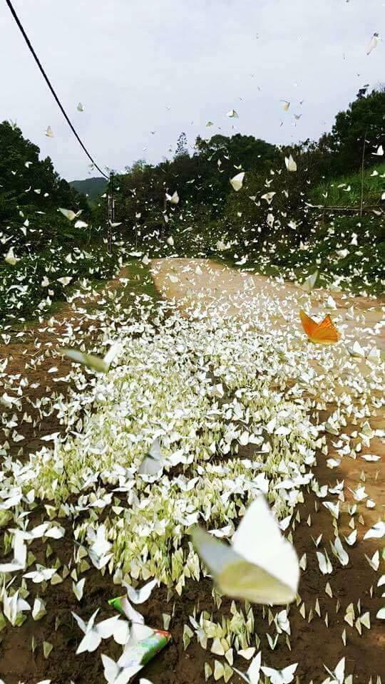 15306771_591543994371152_6838114042955956224_n Hóa "Hàm Hương" với hàng ngàn chú bướm cánh trắng rợp trời ở VN