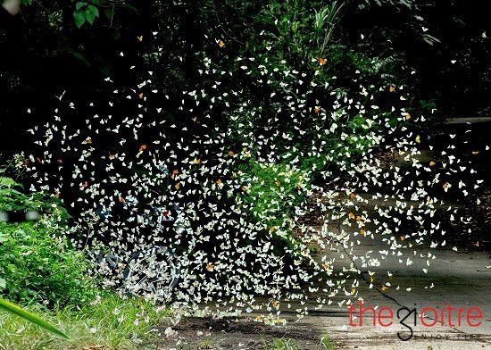 15306771_591543994371152_6838114042955956224_n Hóa "Hàm Hương" với hàng ngàn chú bướm cánh trắng rợp trời ở VN