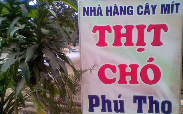 Nhà Hàng Thịt Chó Cây Mít ở Lào Cai