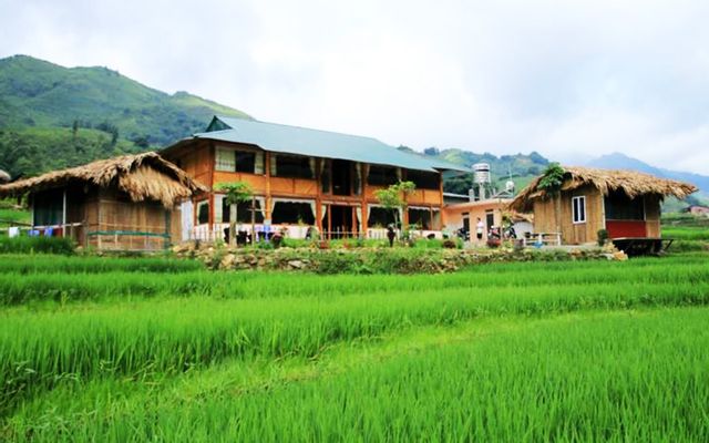 Golden Rice Garden ở Lào Cai